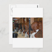 クレスタデール馬 ポストカード (正面/裏面)