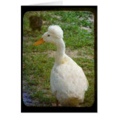 クレスティー (正面)