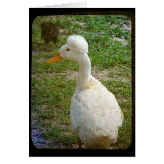 クレスティー (正面)