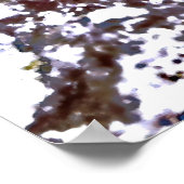 クレステッド・ブレニー ポスター (角)