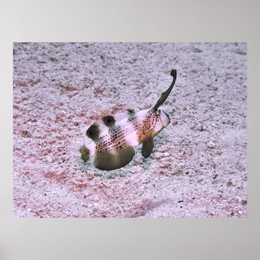 クレステッド・ブレニー ポスター (正面)