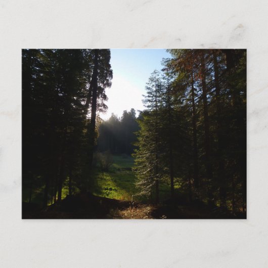 クレセントメドウモーニングアットセコイア国立公園 ポストカード (正面)