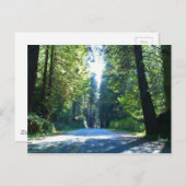 クレセント・シティの森をドライブ ポストカード (正面/裏面)