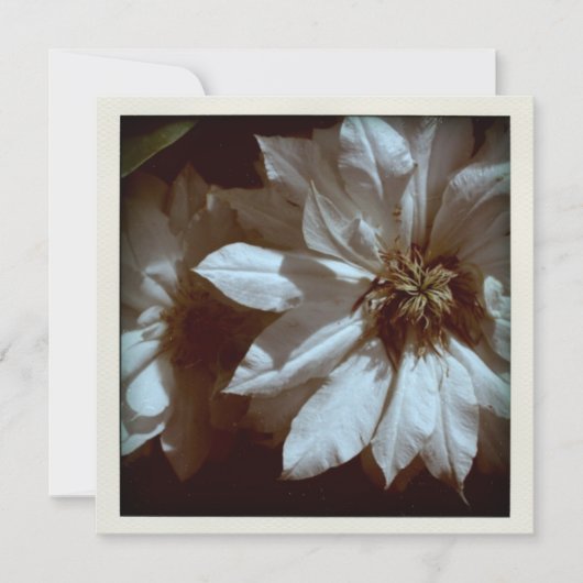 クレマチスの花の写真2 葬儀案内 招待状 (正面)