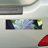 クレマチスの花 バンパーステッカー (車上)