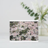 クレマチスモンタナメイリーン ポストカード (スタンド正面)