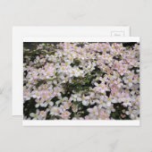 クレマチスモンタナメイリーン ポストカード (正面/裏面)