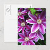 クレマチス#1 ポストカード (正面/裏面)
