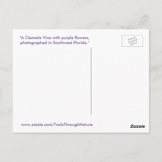 クレマティスつる植物紫色の花スパイゲランドポストカード ポストカード (裏面)