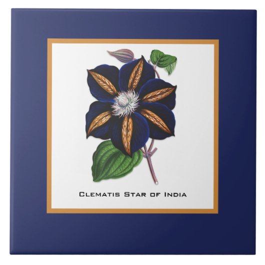 クレマティススターオブインディアボタニカルイラストレーション タイル (正面)