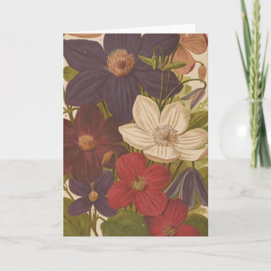 クレマティス | ジョージ・ニコルソン カード (正面)