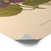 クレマティス | ジョージ・ニコルソン ポスター (角)