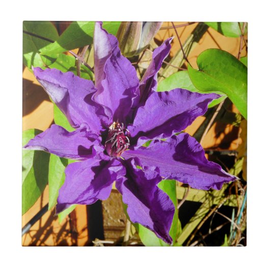 クレマティス タイル (正面)