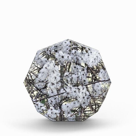 クレマティス フォトブロック (正面)
