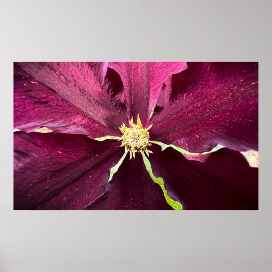 クレマティス ポスター (正面)