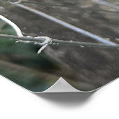 クレマティス ポスター (角)