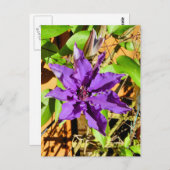 クレマティス ポストカード (正面/裏面)