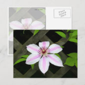クレマティス ポストカード (正面/裏面)
