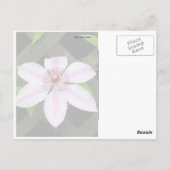 クレマティス ポストカード (裏面)