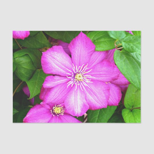 クレマティス 薄葉紙 (正面)