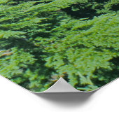 クレーター湖の青い水とアルパインの木の写真 ポスター (角)