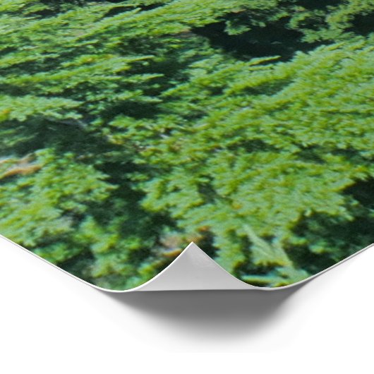 クレーター湖の青い水とアルパインの木の写真 ポスター (角)