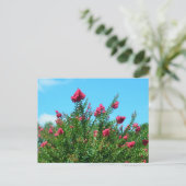 クレープマートルの花 ポストカード (スタンド正面)