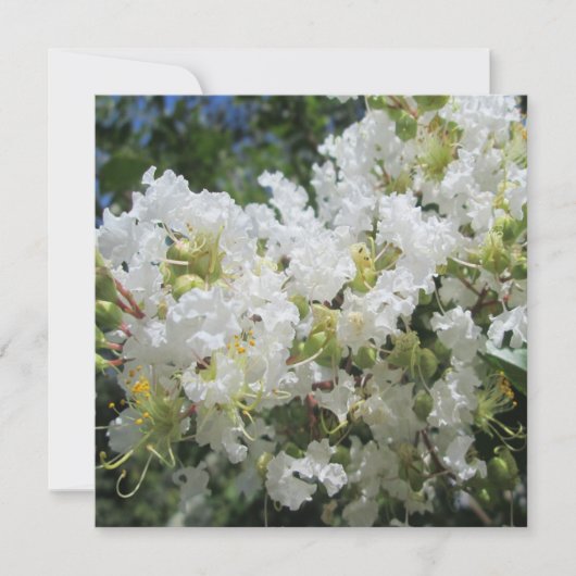 クレープマートルツリークローズ 招待状 (正面)