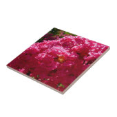 クレープマートルツリーマゼンタフローラ タイル (側面)