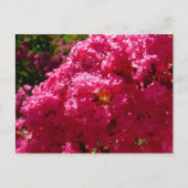 クレープマートルツリーマゼンタフローラ ポストカード (正面)
