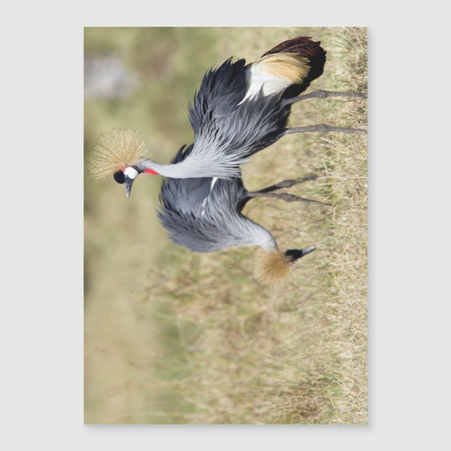 クレーンアットマサイマラ (正面)