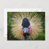 クレーンバードポートレート ポストカード (正面/裏面)