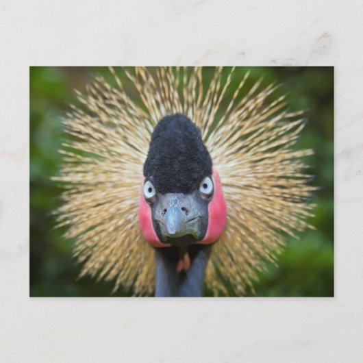 クレーンバードポートレート ポストカード (正面)