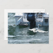 クレーン魚釣り ポストカード (正面/裏面)