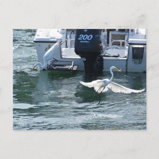 クレーン魚釣り ポストカード (正面)