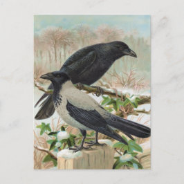 クロのヴィンテージ鳥類イラスト ポストカード