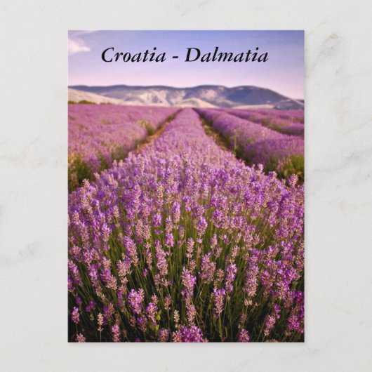 クロアチア – ダルマティア ポストカード (正面)