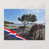 クロアチア | Hrvatska |アドリア海 |ロバ ポストカード (正面)