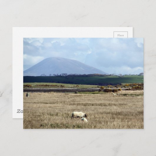 クロアパトリックは群れを見守っている ポストカード (正面/裏面)