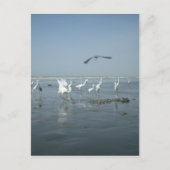 クロウと白ツル:自然のコントラスト ポストカード (正面)