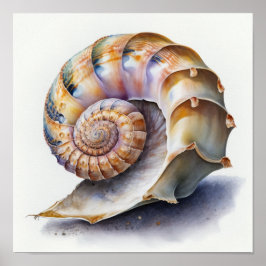 クロウイ貝の貝殻を水彩画ポスター ポスター