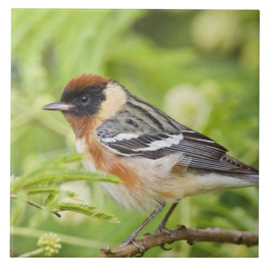 クロウビタキモズモドキ (Dendroica castanea) 成鳥 タイル (正面)