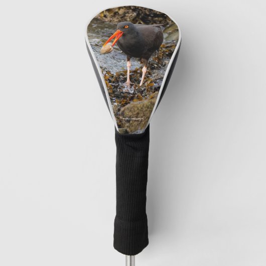 クロウ素晴らしム付きブラックオイスターキャッチャー ゴルフヘッドカバー (正面)