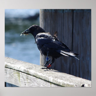 クロウ魚釣り ポスター