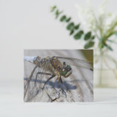 クロオウシュマー ポストカード (スタンド正面)