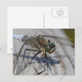 クロオウシュマー ポストカード (正面/裏面)