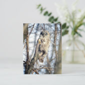 クロオオアカズキン - クリーミーブラウンの監視者 ポストカード (スタンド正面)