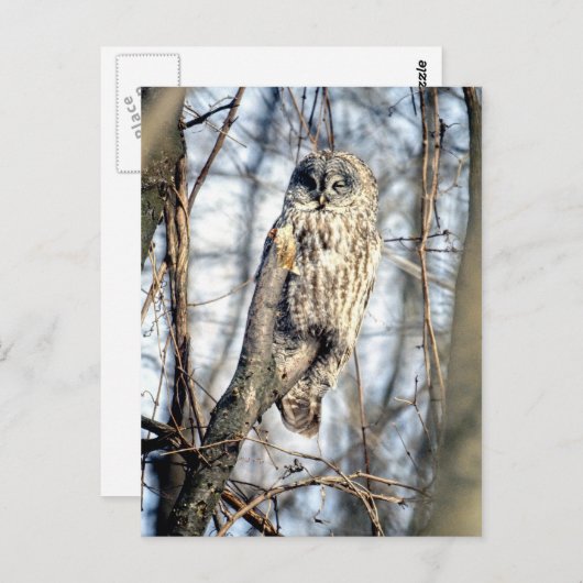 クロオオアカズキン - クリーミーブラウンの監視者 ポストカード (正面/裏面)