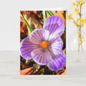 クロカス・カード カード (黄色い花)