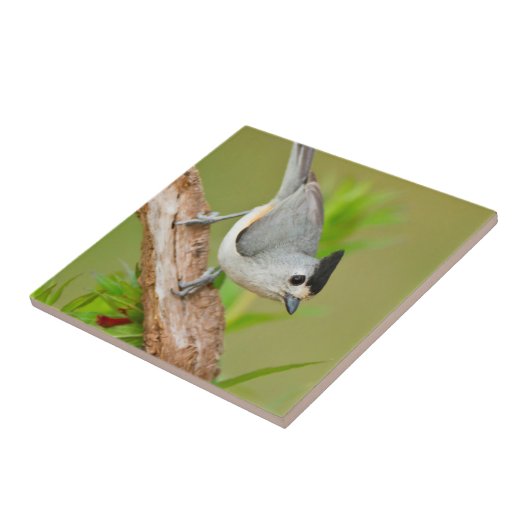 クロガクチョウ タイル (側面)